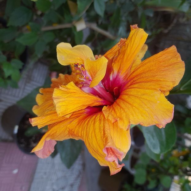  - HD 2180-Rhea s Orange