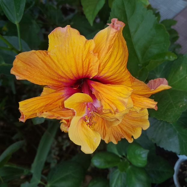  - HD 2180-Rhea s Orange