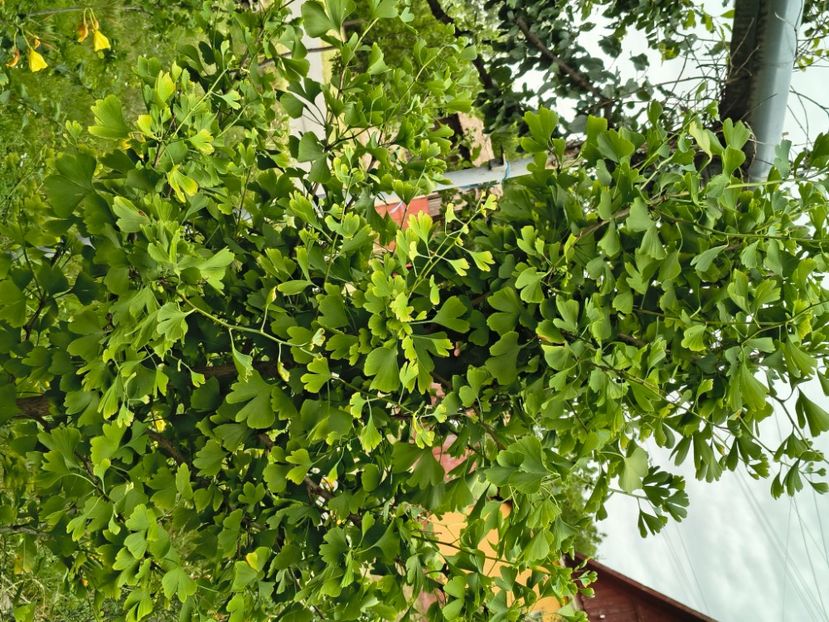 Ginkco Biloba - dragostea  de natura