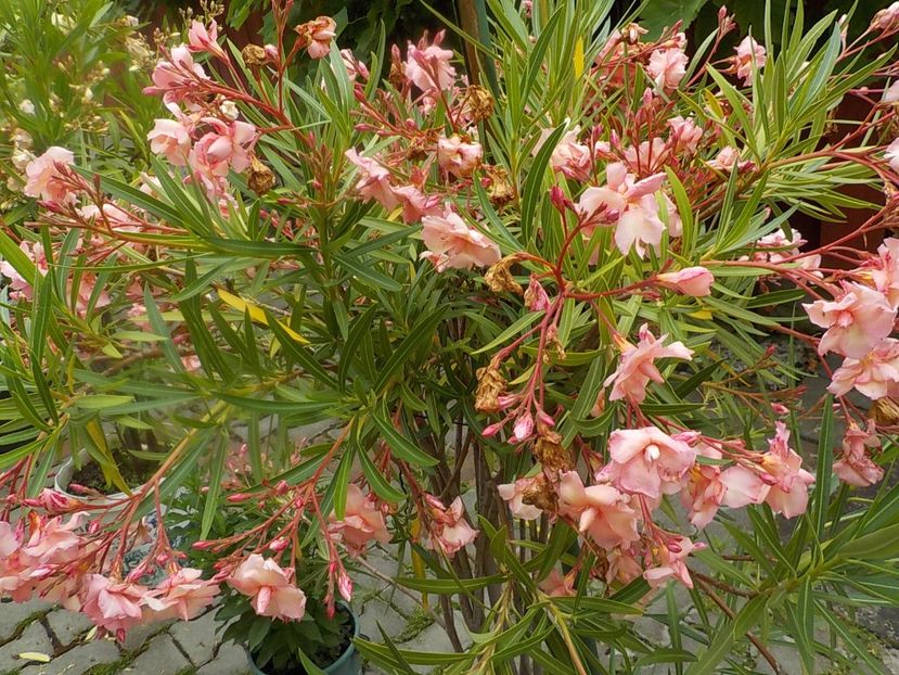 - mrs roeding nr- 53