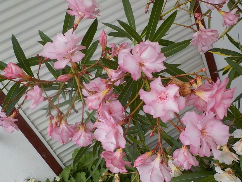  - madam hellena nr82