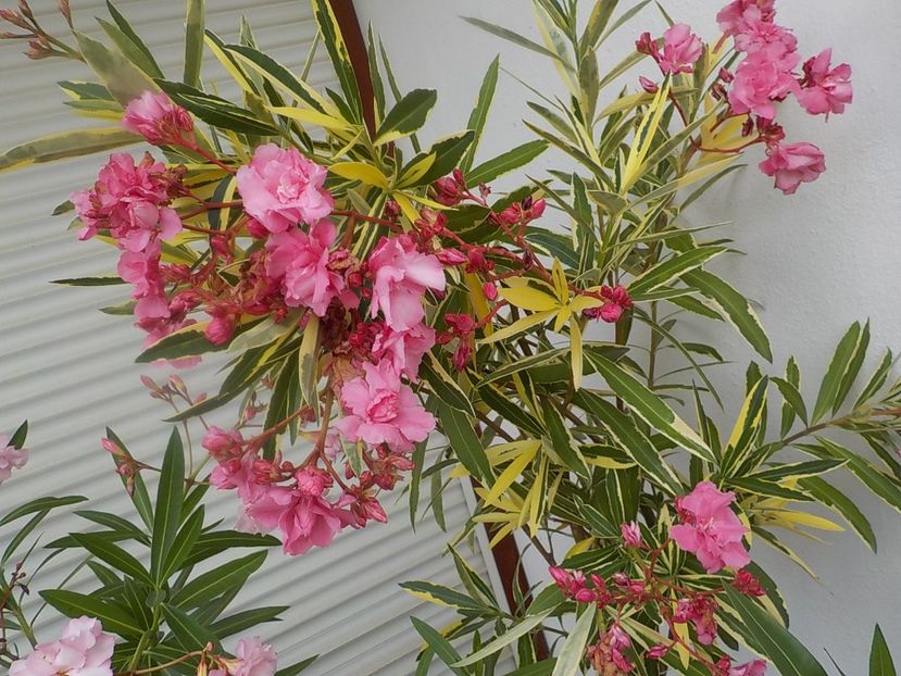  - variegat nr 24