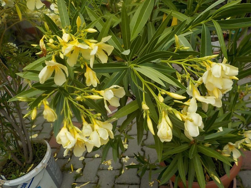  - maria gambeta nr 25