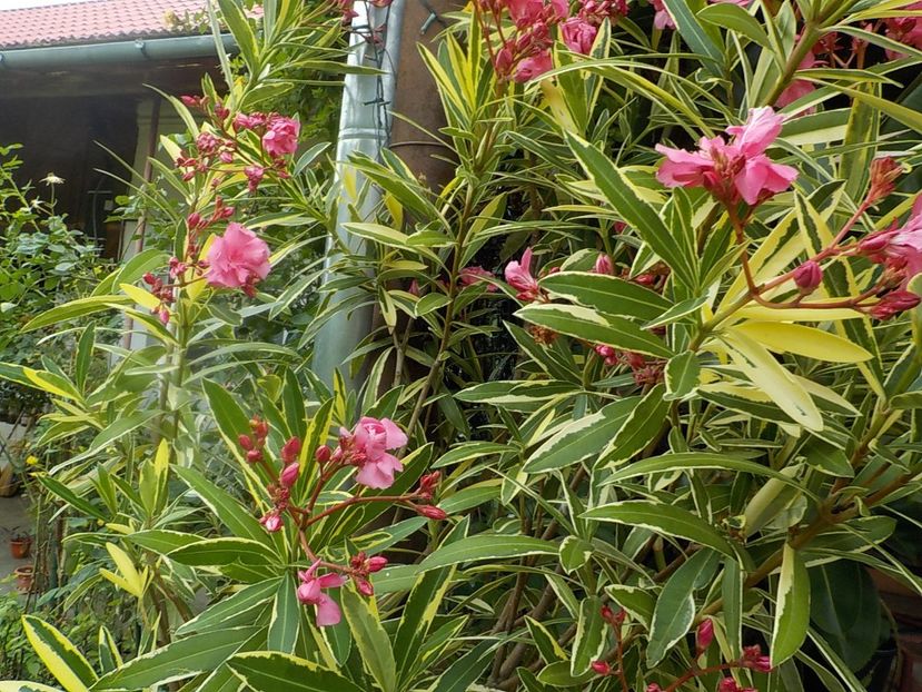  - variegat nr 24