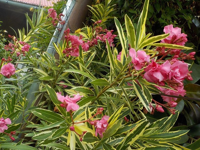  - variegat nr 24