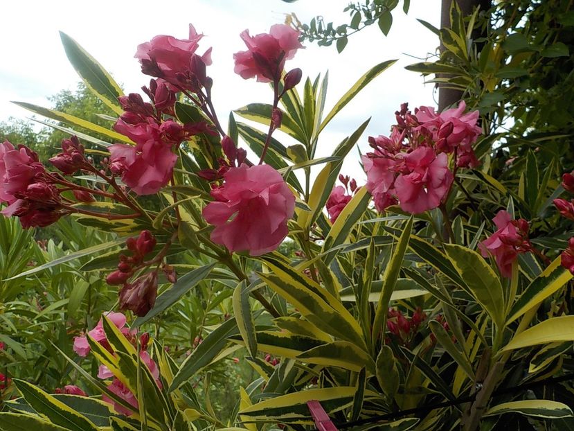  - variegat nr 24