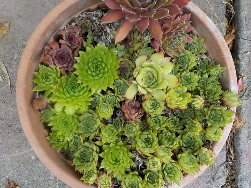  - Genul Sempervivum