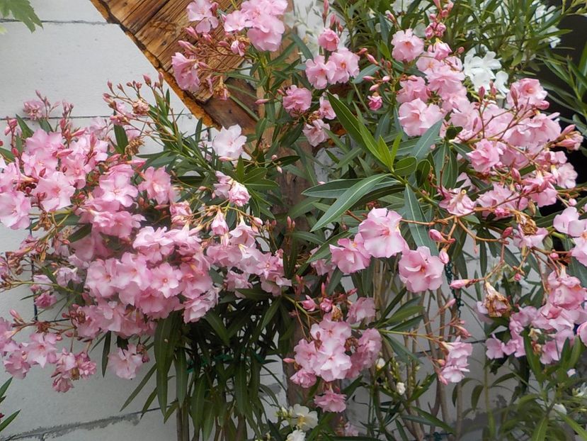  - madam hellena nr82