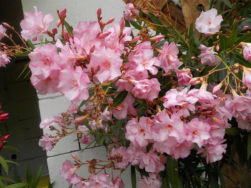  - madam hellena nr82