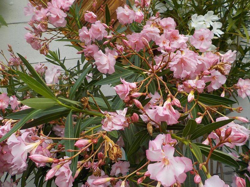  - madam hellena nr82