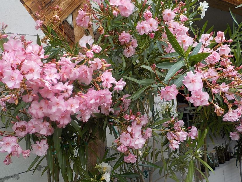  - madam hellena nr82