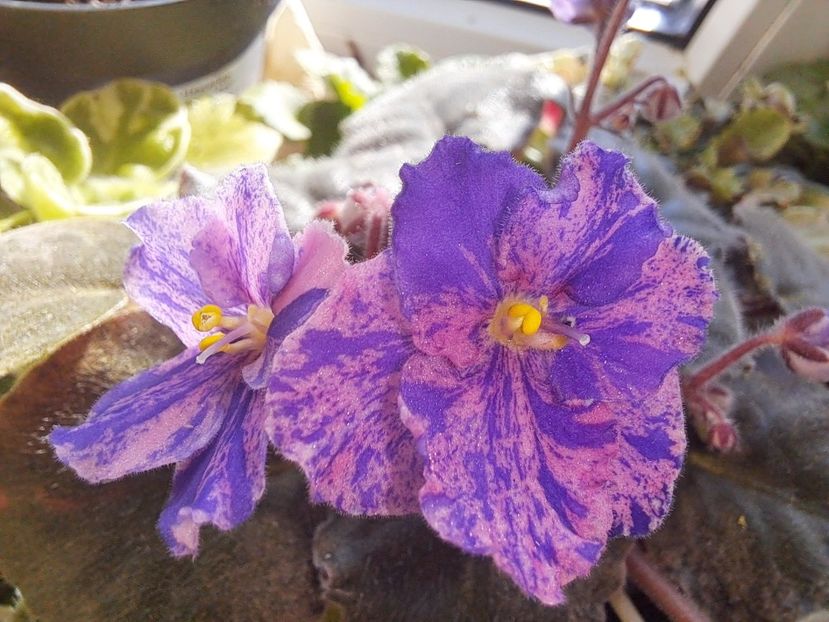  - Passio 7 Fantezie simpla