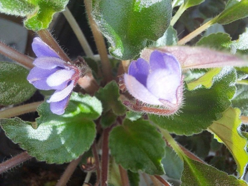  - Passio 8 Albastrele mici