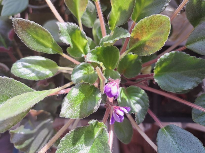  - Passio 8 Albastrele mici