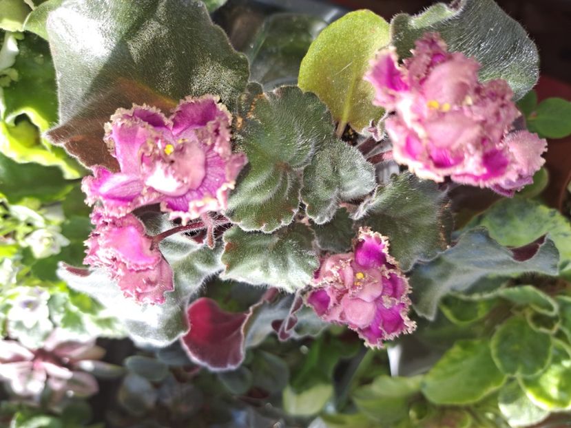  - Passio 6 ciufulita lenta