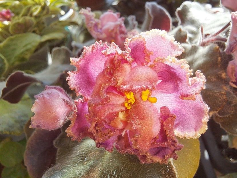  - Passio 6 ciufulita lenta