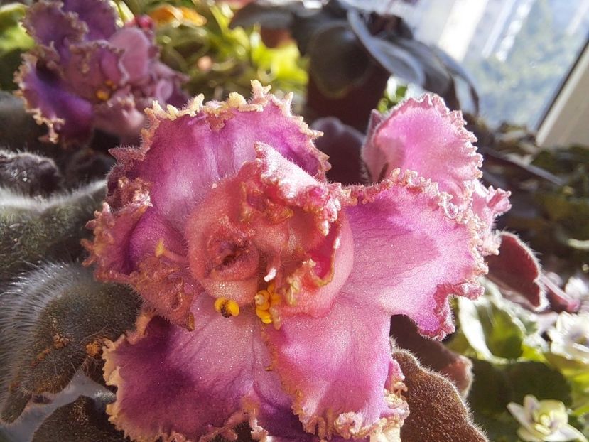  - Passio 6 ciufulita lenta