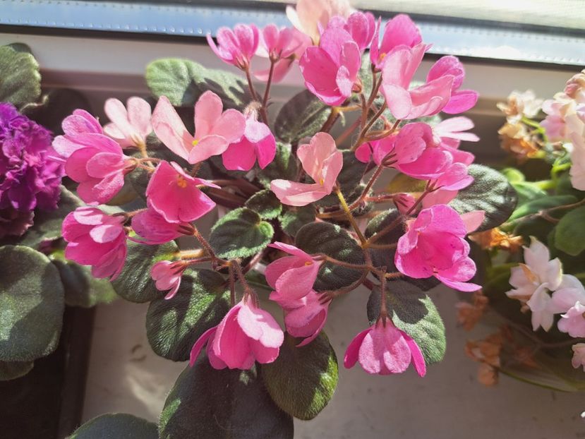  - Passio 4 Clopotei roz