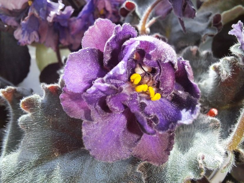  - Passio 5 furtuna indigo