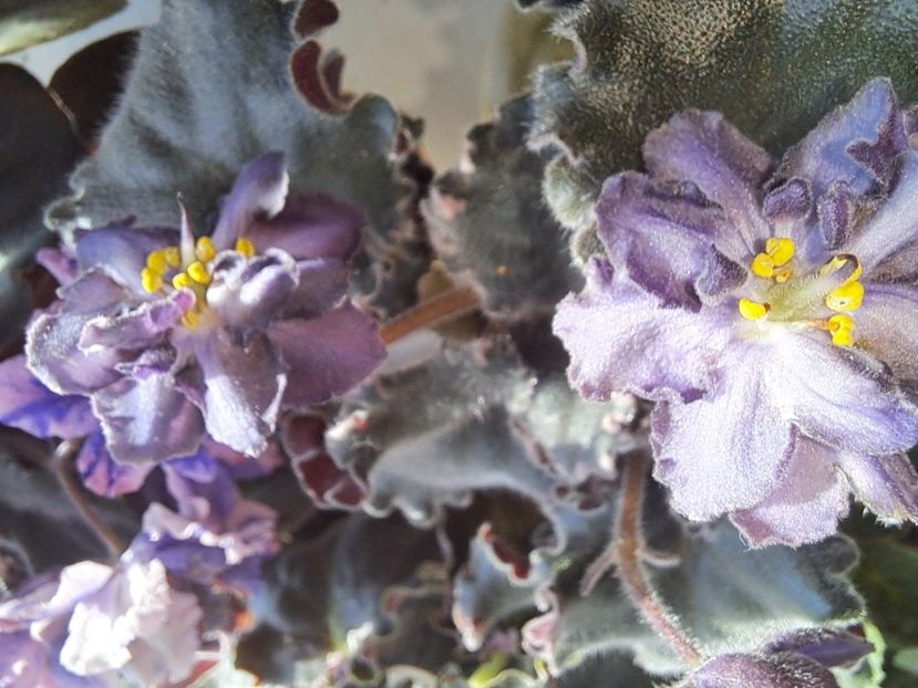  - Passio 5 furtuna indigo