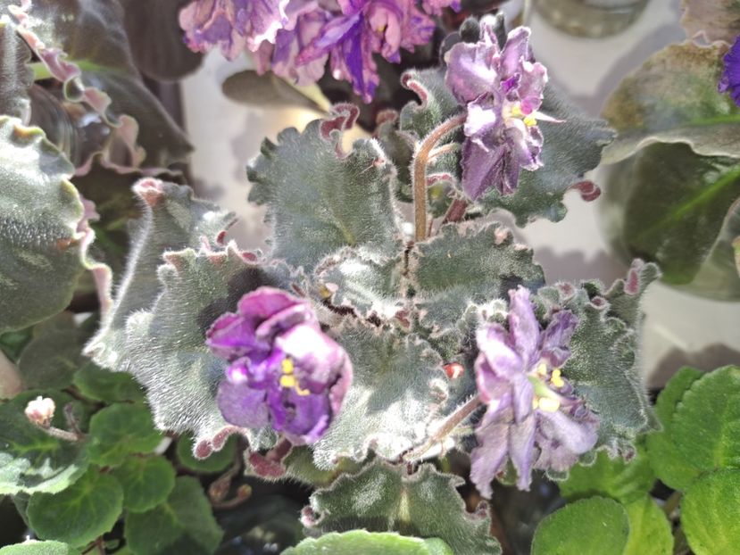  - Passio 5 furtuna indigo