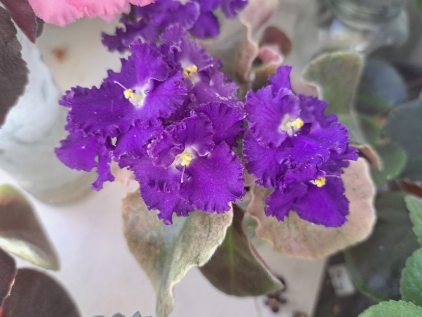  - Passio 9 variegata mov albastru