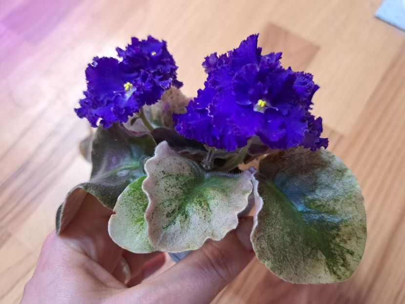  - Passio 9 variegata mov albastru