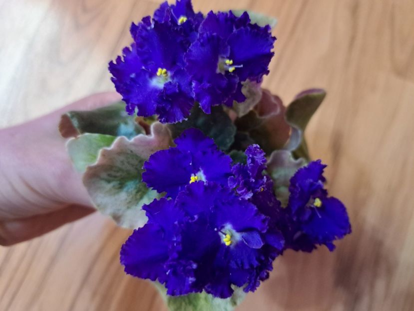  - Passio 9 variegata mov albastru