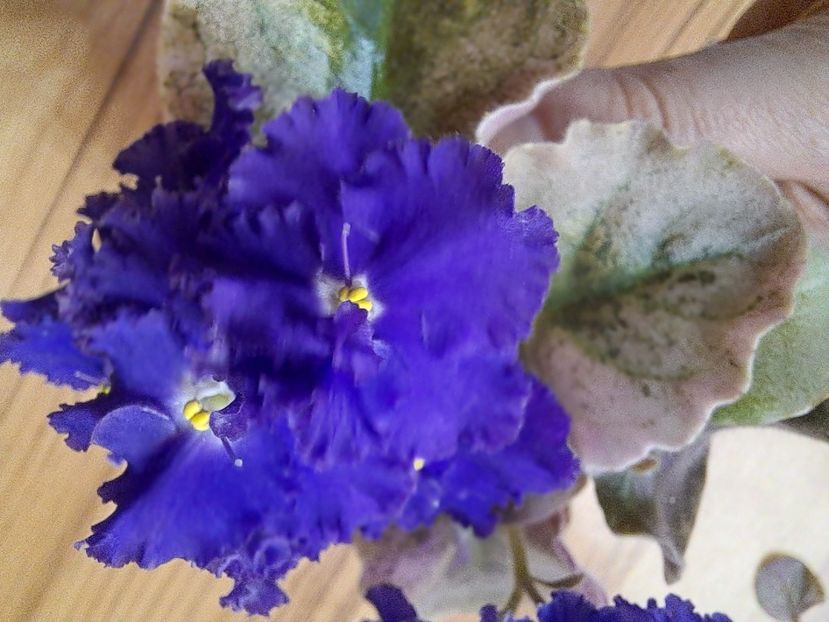  - Passio 9 variegata mov albastru