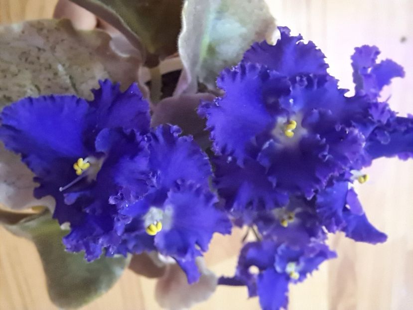  - Passio 9 variegata mov albastru