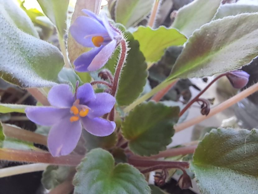  - Passio 8 Albastrele mici