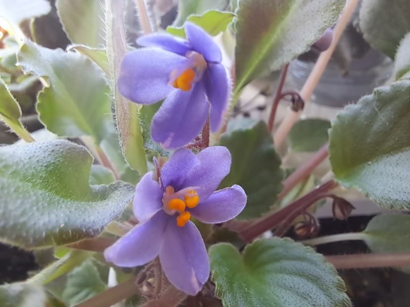  - Passio 8 Albastrele mici