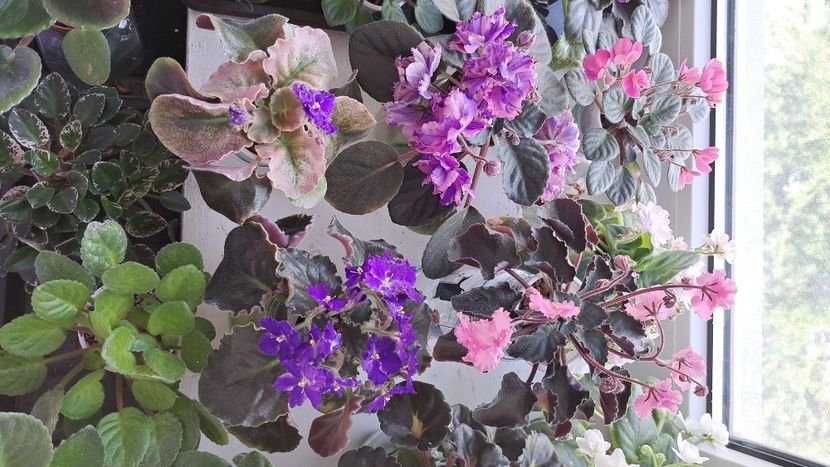  - Violete din seminte PassioFlora