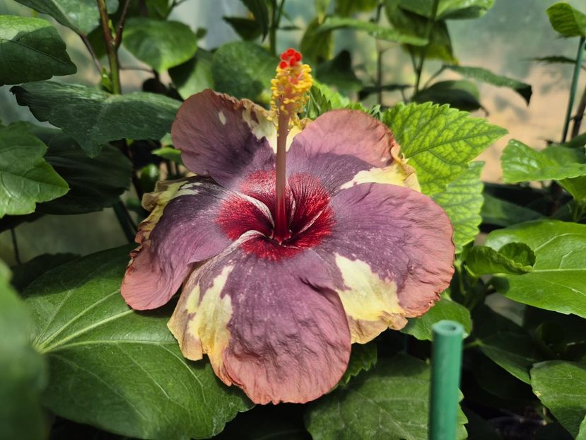 9e8c4fe0-369c-4b8f-a2e8-1612e4a3b40c - Luv -Posog- Memories