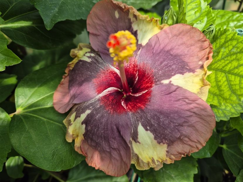 7d8a3489-05a5-4ec7-b36d-c7f7390a74a1 - Luv -Posog- Memories