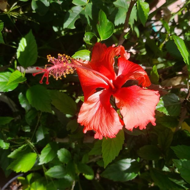 18.07.2025 - HIBISCUSI 2025-3