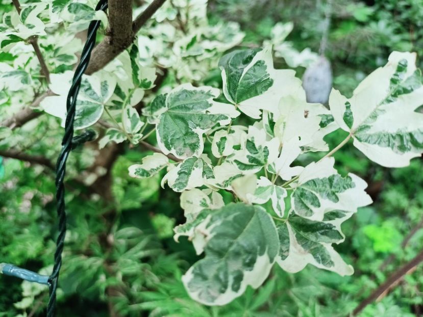 18.07.2025 - Grădina 2025 continuare 4