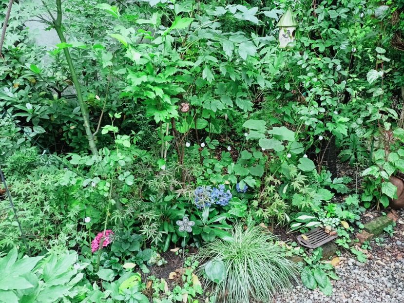  - Grădina 2025 continuare 4