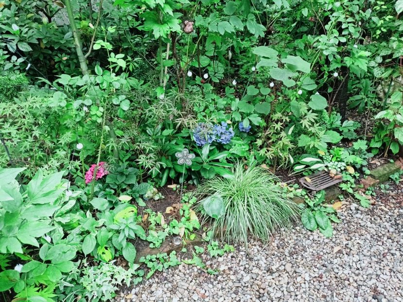  - Grădina 2025 continuare 4