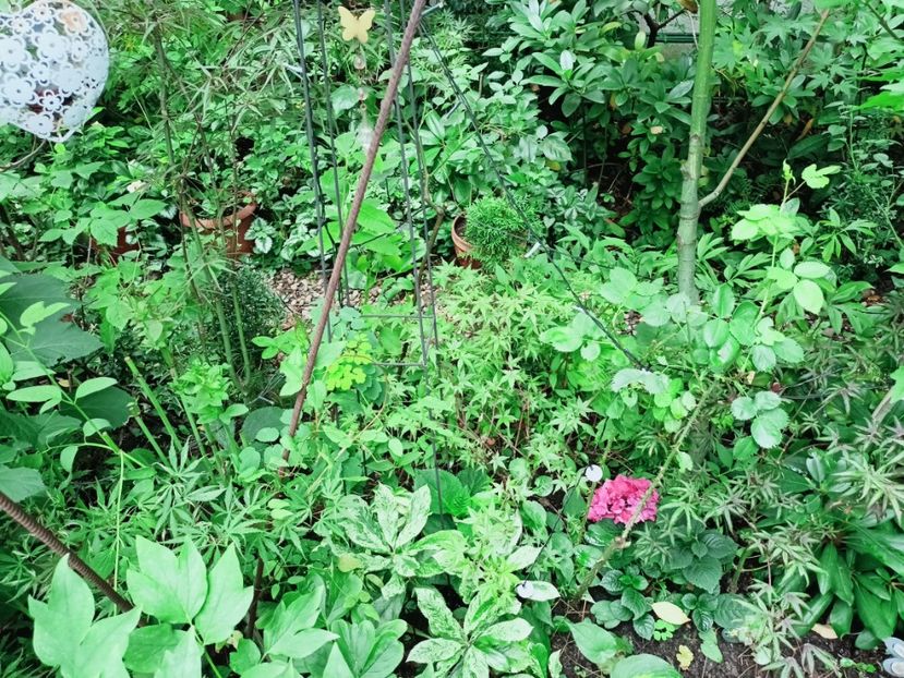  - Grădina 2025 continuare 4