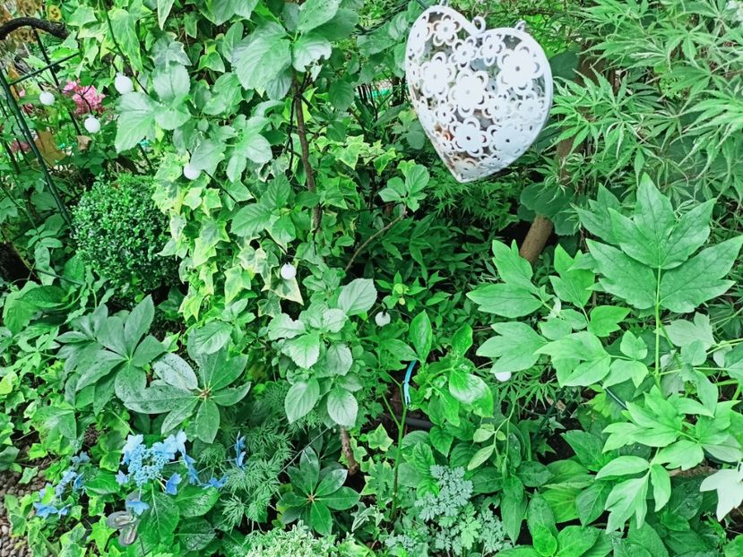  - Grădina 2025 continuare 4