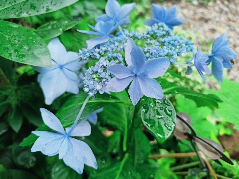 Star Gazer Blue - Grădina 2025 continuare 4