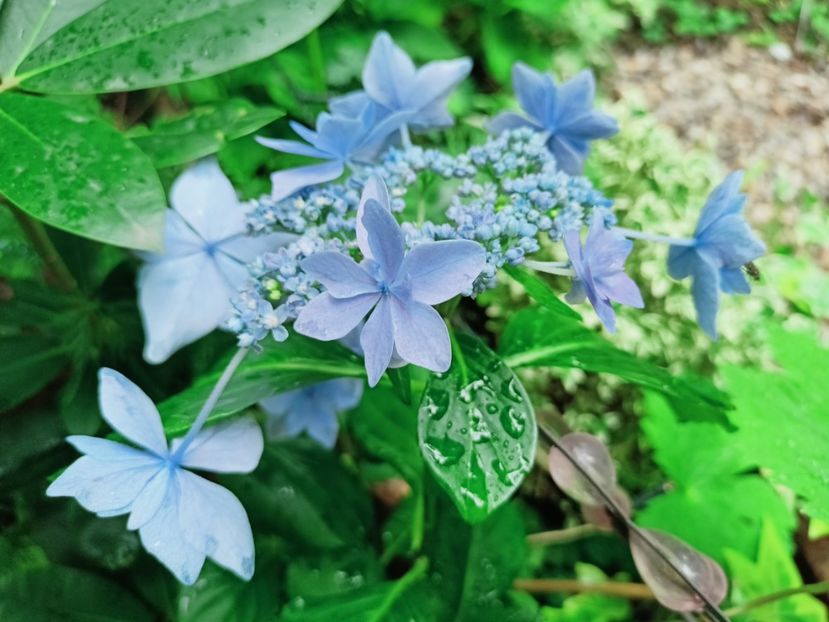  - Grădina 2025 continuare 4