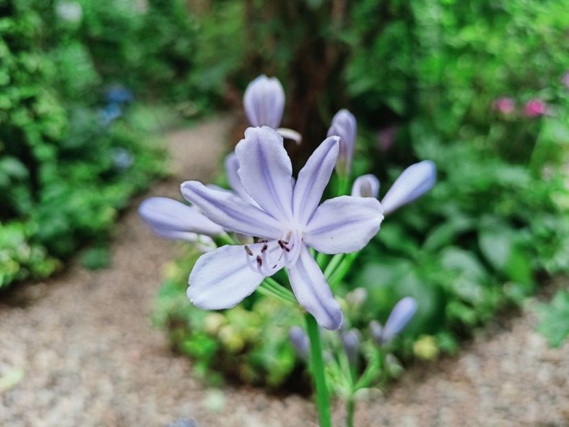 Agapanthus - Grădina 2025 continuare 4