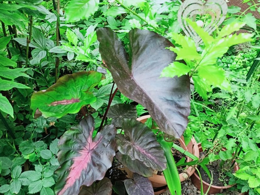 Colocasia Redemption - Grădina 2025 continuare 4
