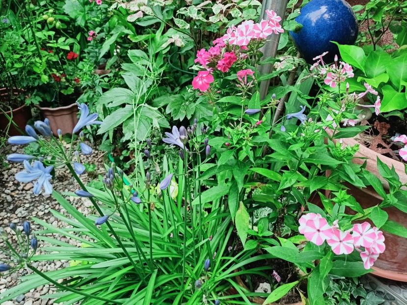 Agapanthus și Peppermint Twist - Grădina 2025 continuare 4