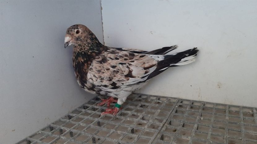  - Nu îmi aparțin 9