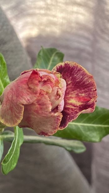  - Adenium Golden Year