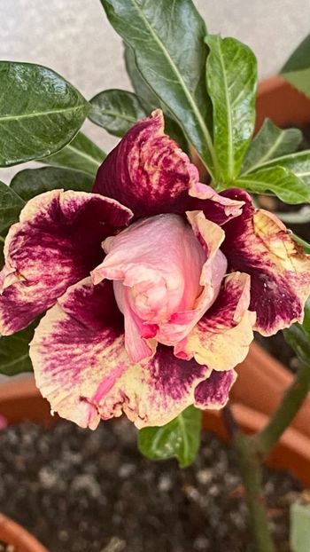  - Adenium Golden Year