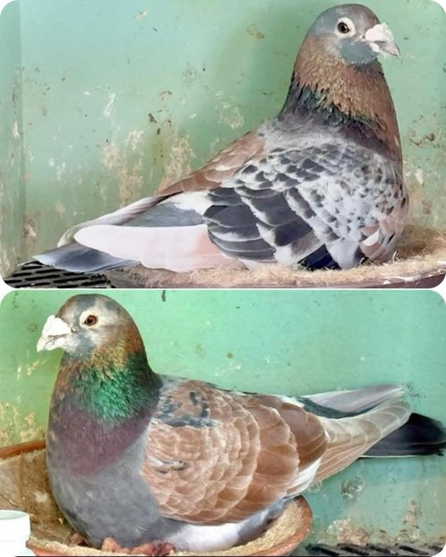  - Nu îmi aparțin 9